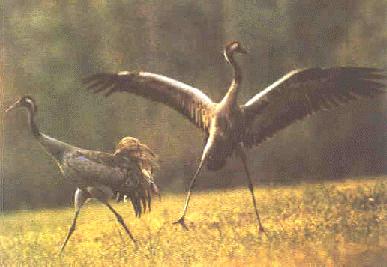 Cranes Dances