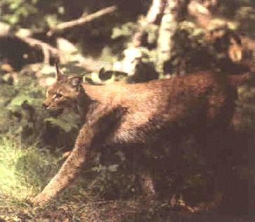 Lynx goes hunting
