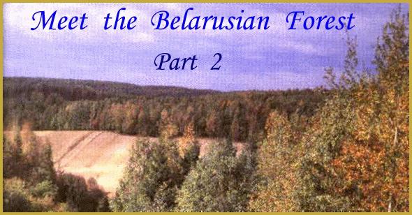 Meet the Belarusian Forest,  Part 2